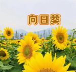 向日葵combo2.0无限观看