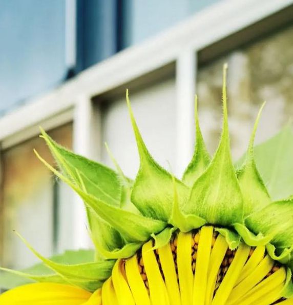 向日葵combo2.0无限观看