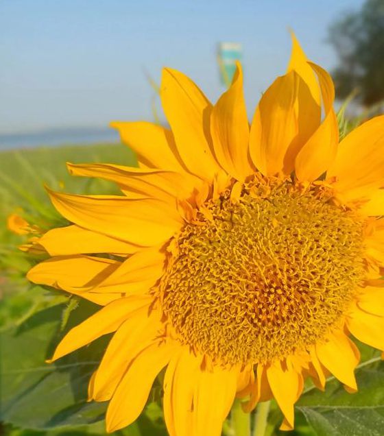 向日葵combo2.0无限观看