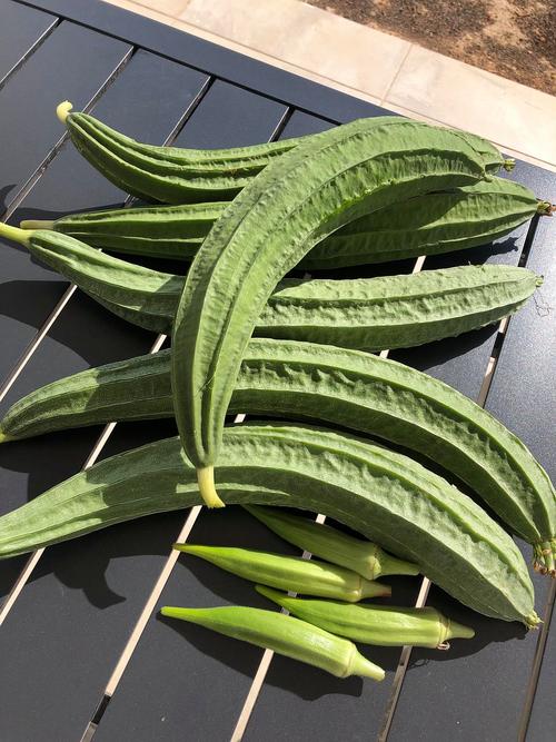 秋葵草莓茄子香蕉丝瓜榴莲污安卓