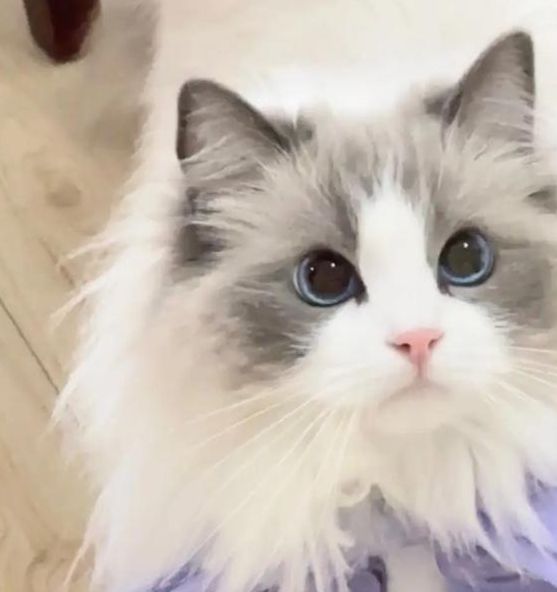 猫咪视频解锁版1.3.0