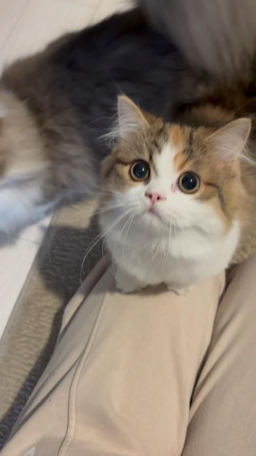 猫咪视频解锁版1.3.0