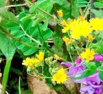 野花视频手机版免费观看完整版