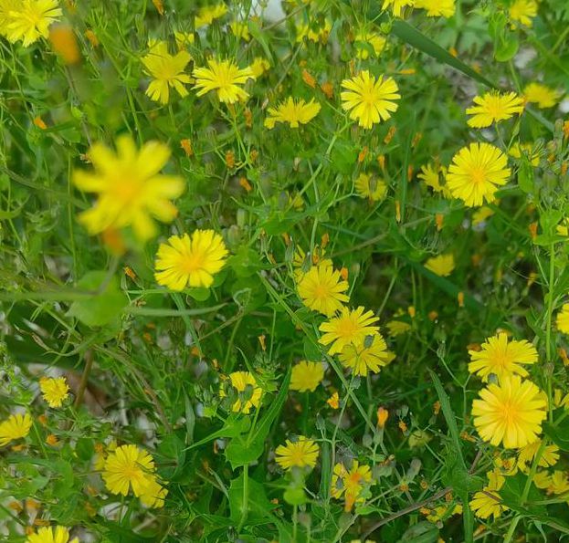 野花视频手机版免费观看完整版