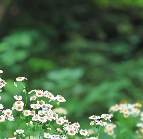 野花视频手机版免费观看完整版