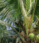 椰子视频官网地址