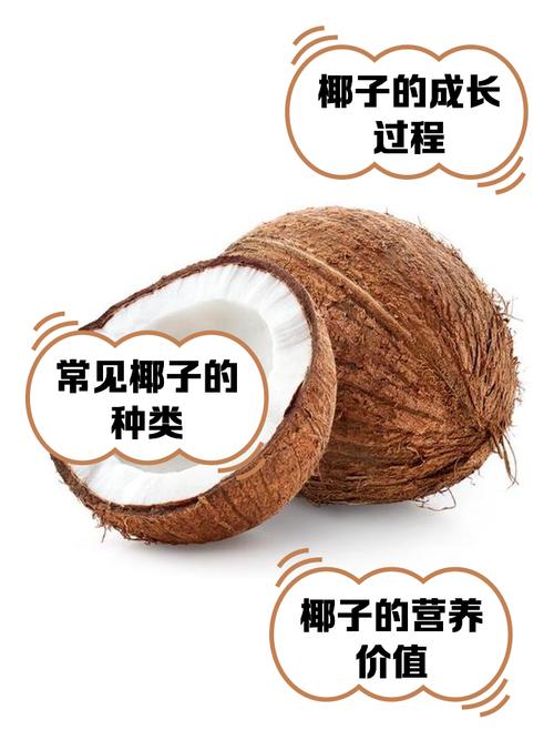 椰子视频官网地址