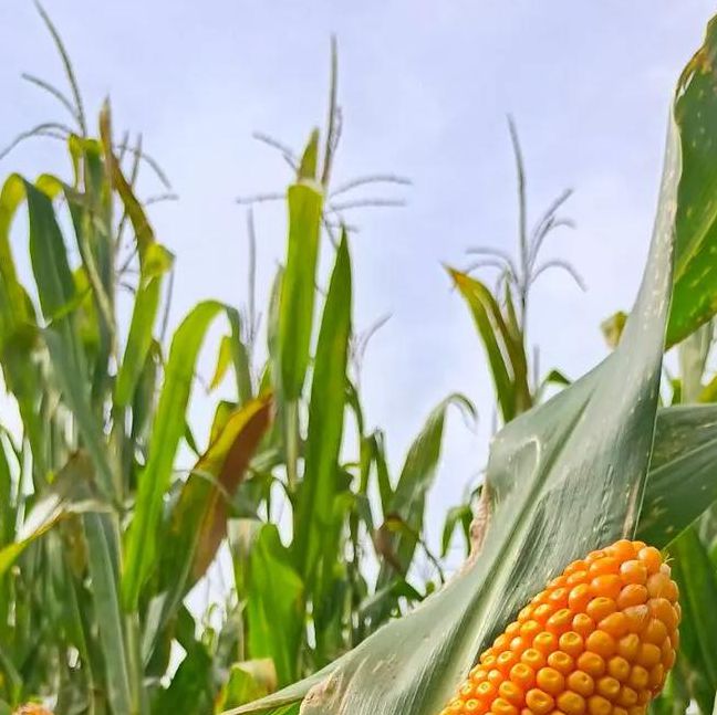 玉米视频1.0.3安卓版