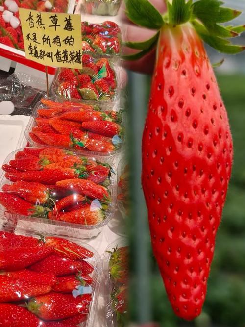 草莓荔枝香蕉丝瓜黄瓜鸭脖免费最新版