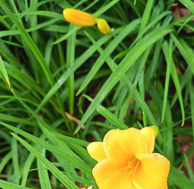 忘忧草日本社区免费版