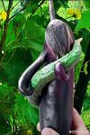 茄子荔枝黄瓜丝瓜污榴莲