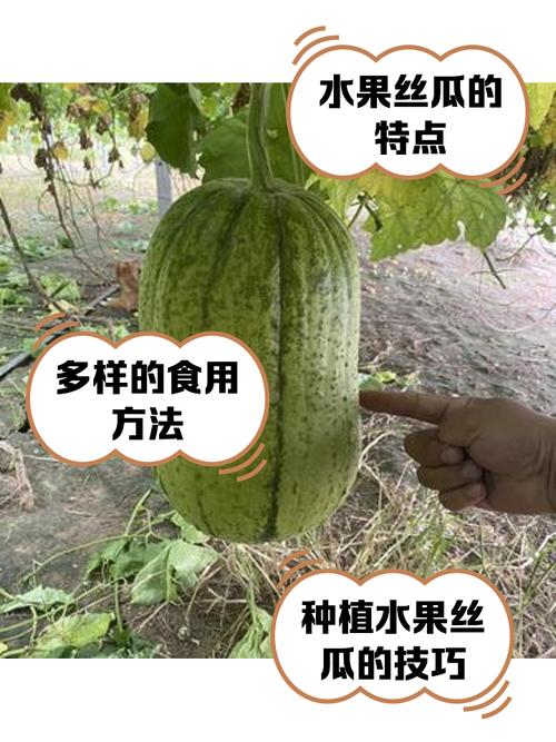 茄子荔枝黄瓜丝瓜污榴莲