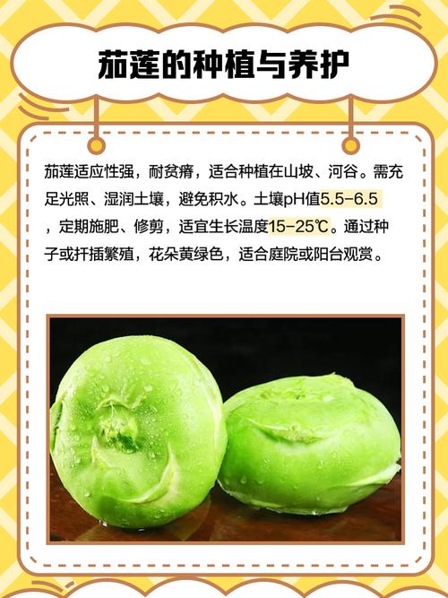 茄子荔枝黄瓜丝瓜污榴莲