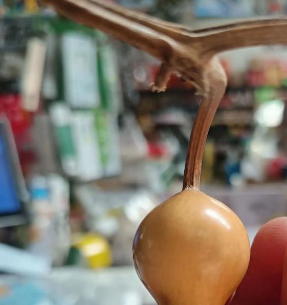 葫芦直播高清版