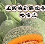 哈密瓜视频安卓版