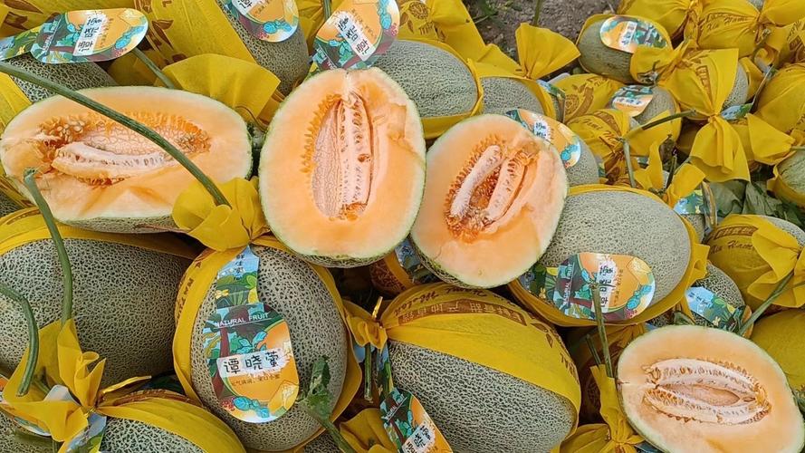 哈密瓜视频安卓版