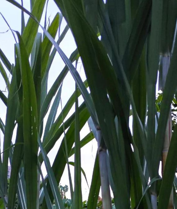 甘蔗视频app下载gz1