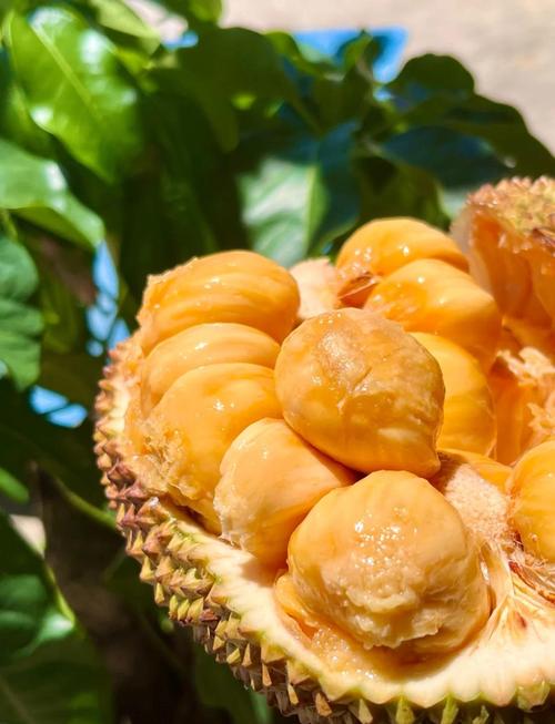 榴莲草莓菠萝蜜视频下载