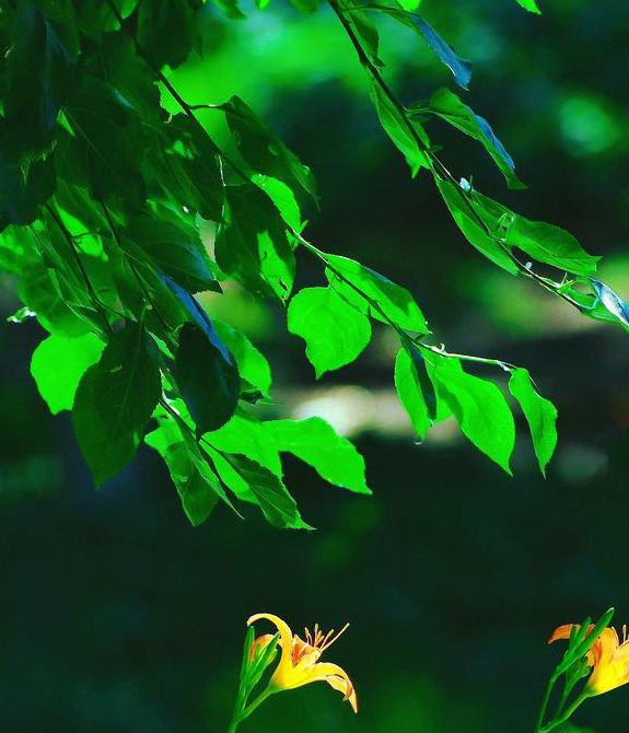 忘忧草在线www播放