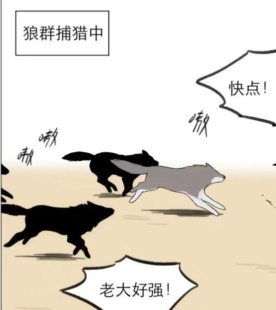 狼群影院免费版动漫