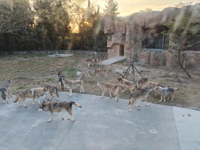 狼群影院社区在线观看