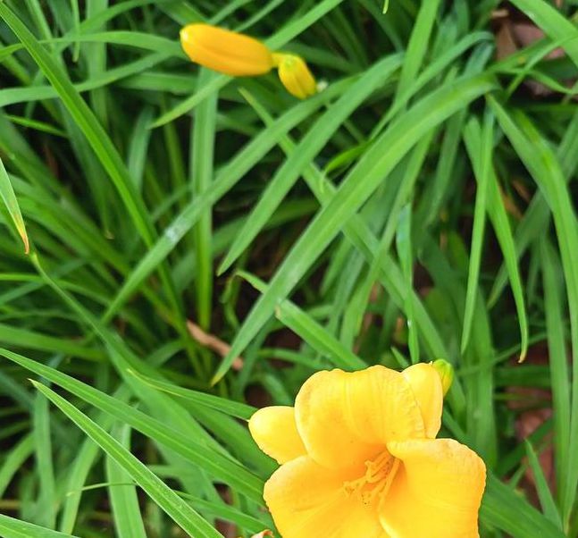 忘忧草官网www大豆行情