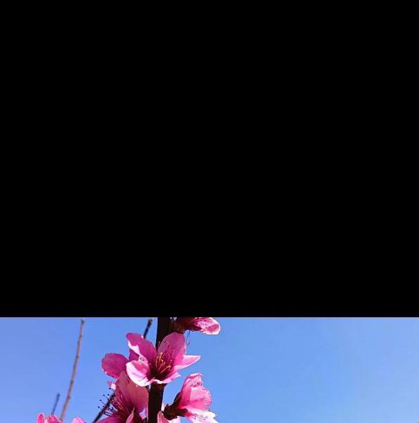 桃花社区视频在线