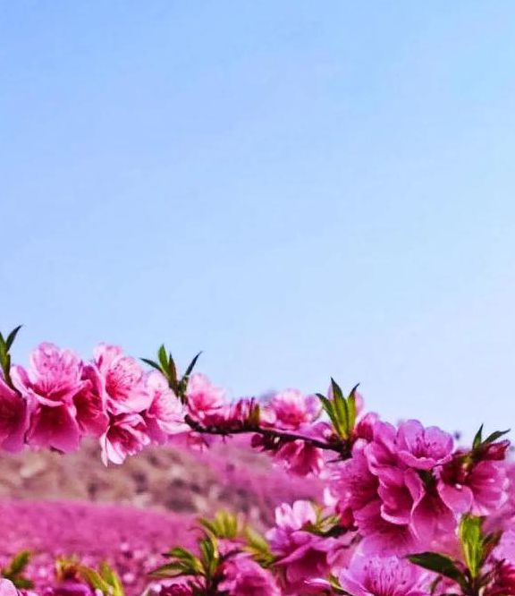 桃花社区视频在线