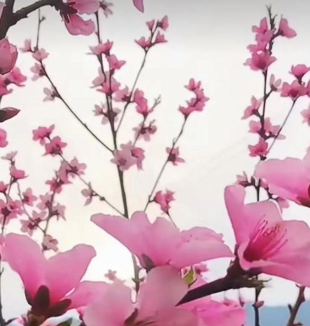 桃花社区视频在线