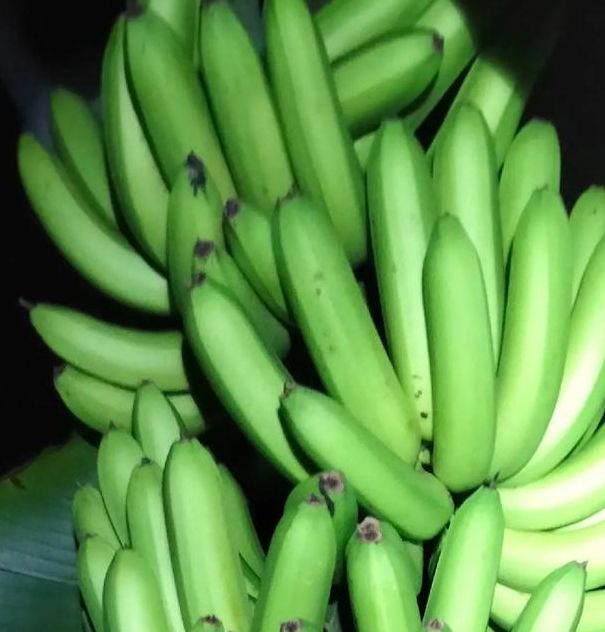 男人大臿蕉香蕉18大视频