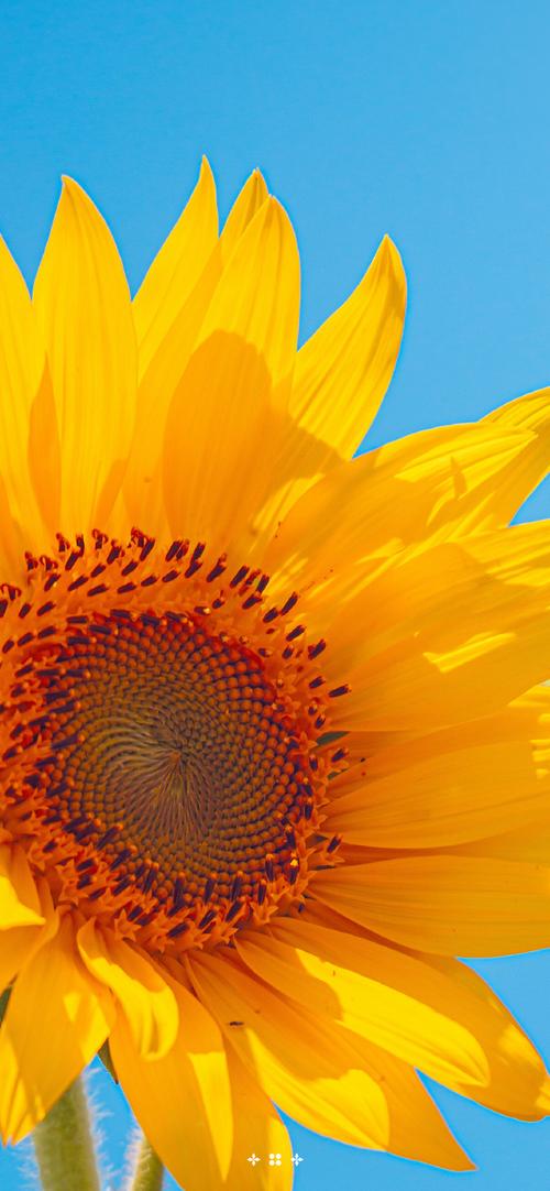 向日葵下载汅api免费旧版