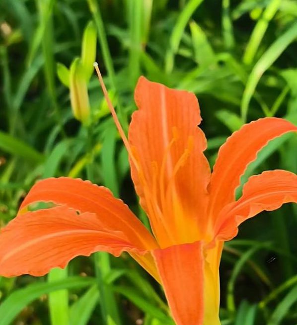 忘忧草wyc.apk下载汅api免费下载