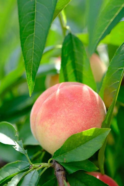 水蜜桃在线高清免费视频