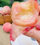 水蜜桃在线高清免费视频