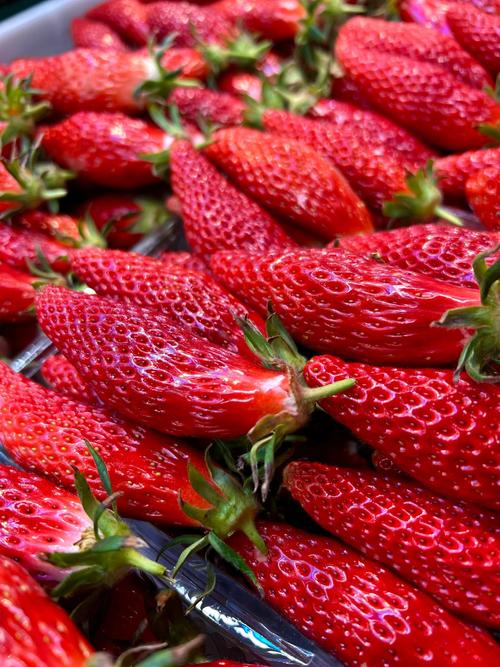 草莓苹果香蕉荔枝丝瓜污版免费版