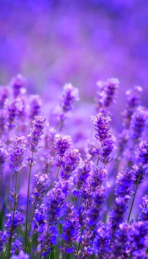 薰衣草研究所高清版