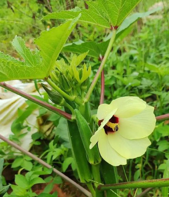 秋葵加油站app404