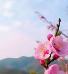 桃花免费观看在线免费版