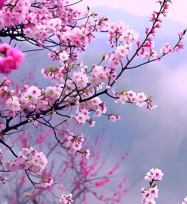 桃花免费观看在线免费版