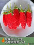 草莓香蕉樱桃黄瓜丝瓜榴莲污ap免费版