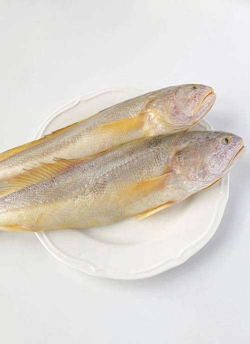 黄鱼免费视频在线观看