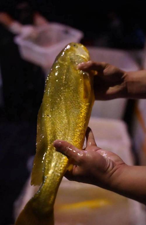 黄鱼免费视频在线观看