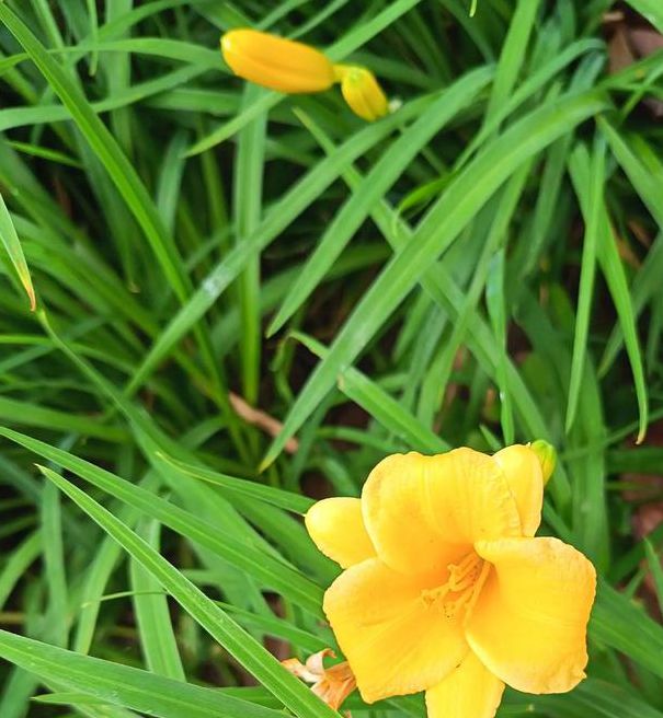 忘忧草视频免费观看下载