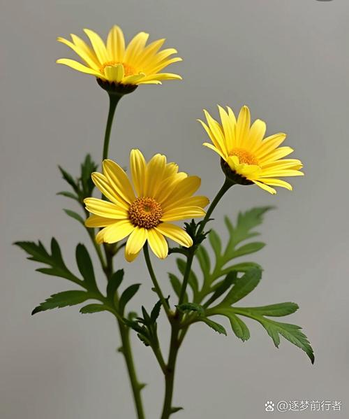 小黄花开车必看视频