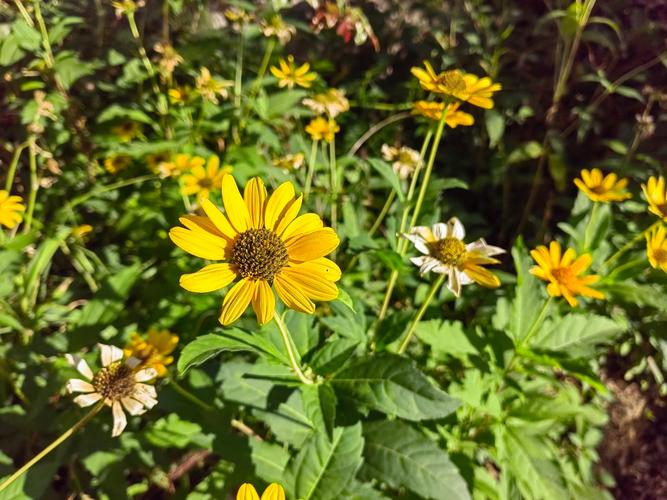 小黄花开车必看视频