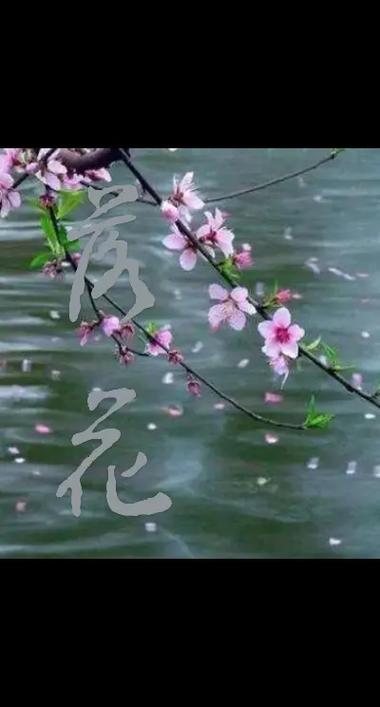 luohua07落花网手机版