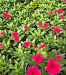 国产 | 欧洲韩国野花视频