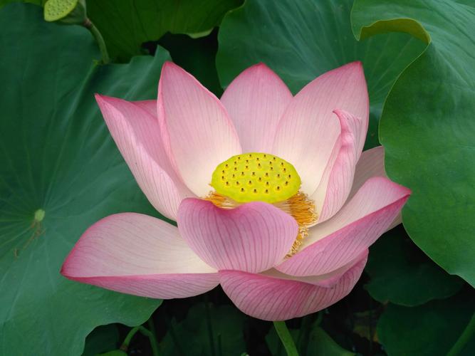 国产 | 欧洲韩国野花视频