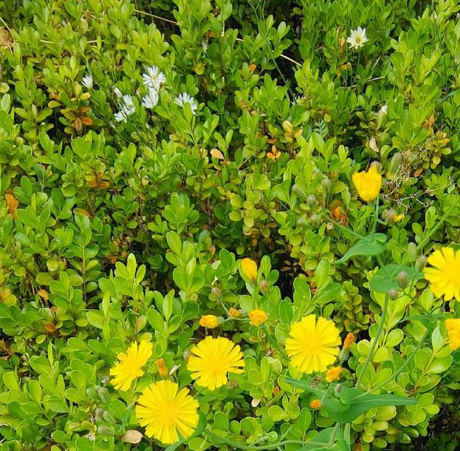 野花社区视频www