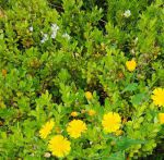 野花社区视频www